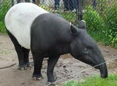 Tapir malajski