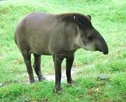 Tapir anta