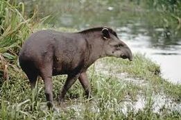 Tapir anta2
