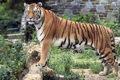 Tygrys bengalski