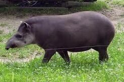 Tapir