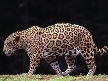 Jaguar1