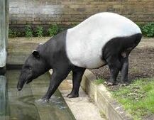 Tapir malajski2