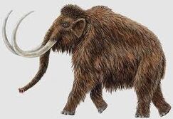Mamut włochaty