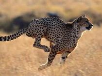 Gepard1