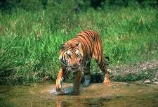 Tygrys bengalski1