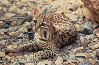Ocelot1