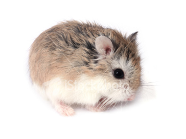 Image result for chomik
